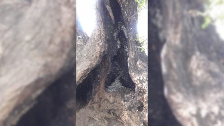Lamentable: quemaron árboles autóctonos en la isla Jordán