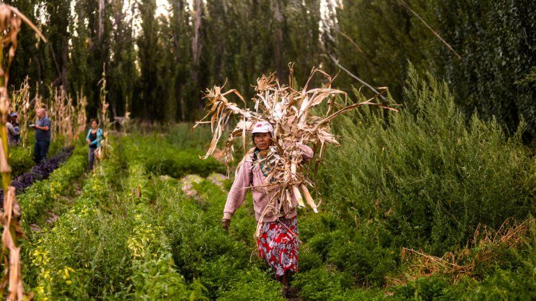 Muchos bolivianos trabajan como productores frutihortícolas.