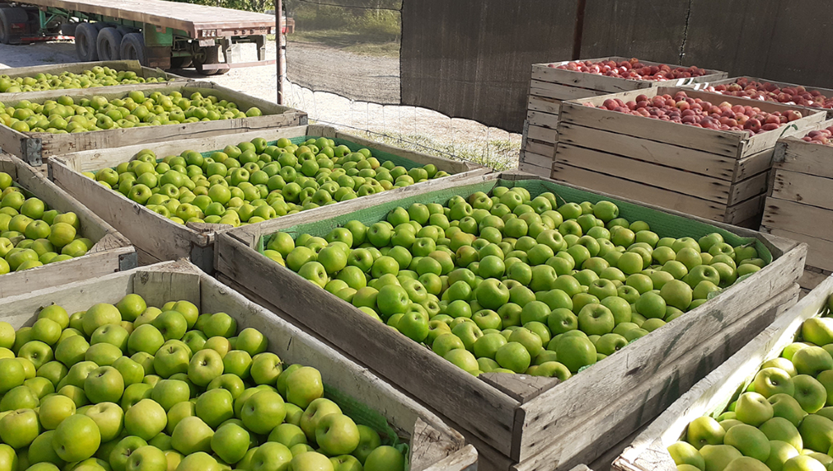 Una nueva oportunidad para los productores de Río Negro.
