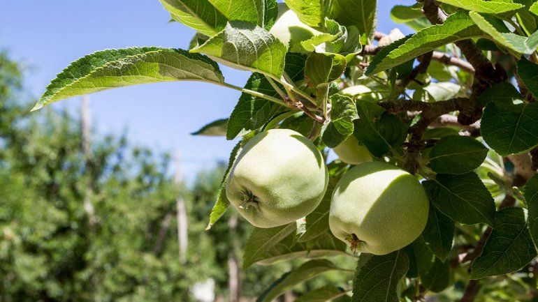 Las chacras del Alto Valle entran en la última etapa previo a la cosecha 2018. Aún no hay calendario tentativo.