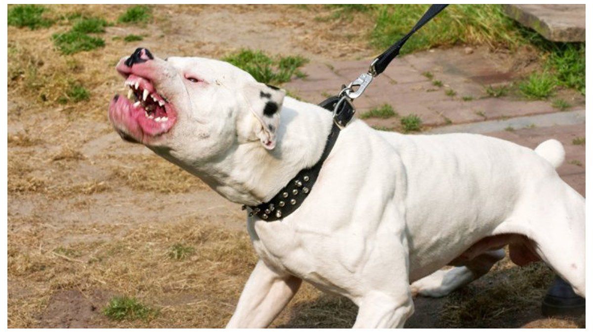 No pueden salir al patio por miedo a sus propios perros