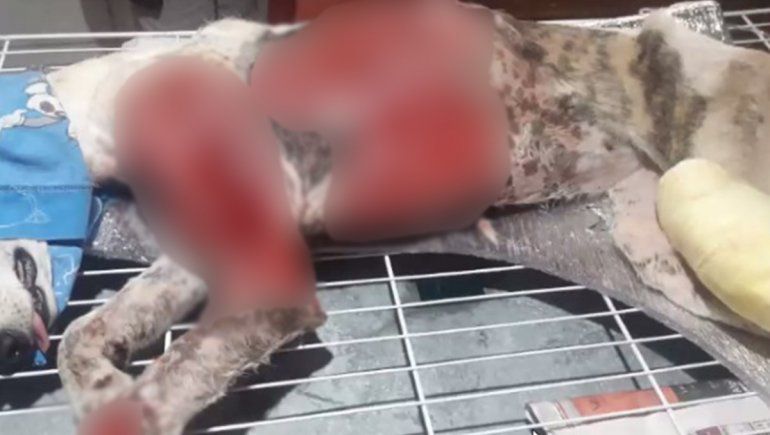 Desprendimiento de tejido y quemaduras de tercer grado, las heridas que sufrió Estelita