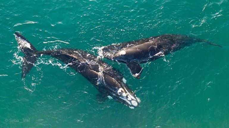 Inicia la temporada de avistamiento de fauna marina en el golfo San Matías