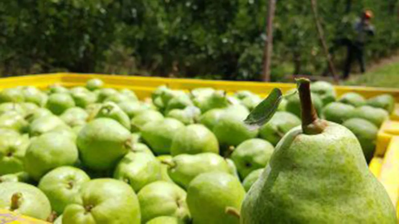 La empresas exigen a los productores solo pera de calidad.