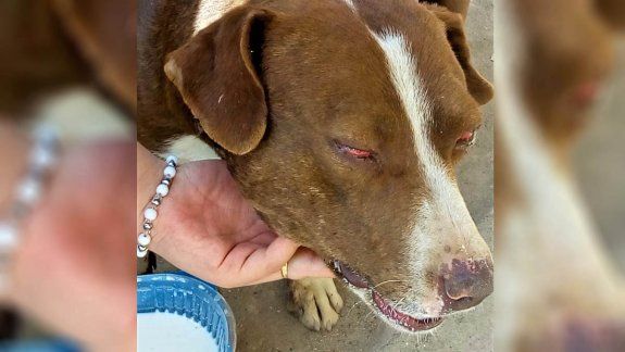 Brutal agresión a un perro: denuncian que lo apuñalaron