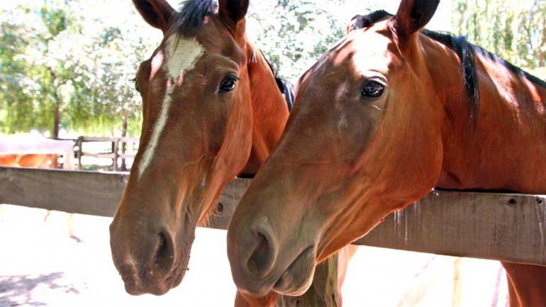 Un poblador denunció que los caballos de su vecino le provocaron daños en su campo. 