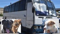 abandonaron a tres perras en un motorhome averiado