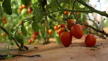 La transferencia de tecnología argentina busca estabilizar la oferta de hortalizas en Mozambique. | LMCipolletti.com La transferencia de tecnología argentina busca estabilizar la oferta de hortalizas en Mozambique.