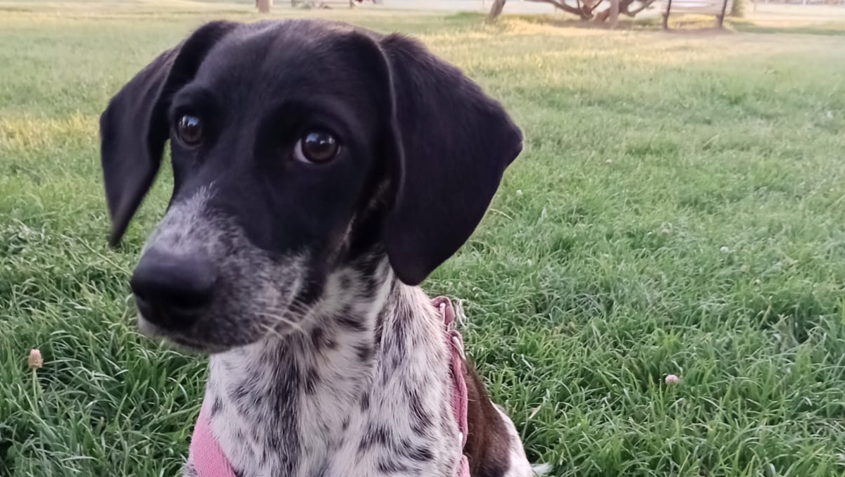 Manchita está desparecida desde el mates en el barrio Flamingo de Cipolletti.