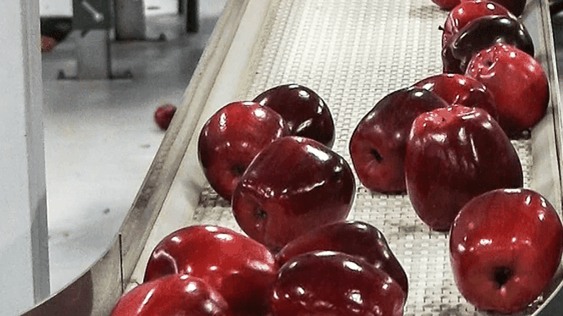 Chile: fuerte aumento de las exportaciones de manzanas a Brasil