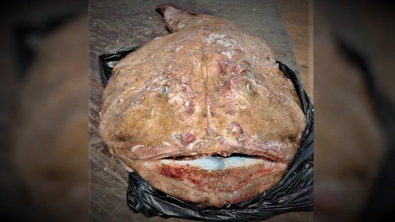 Barco atrapó un extraño pez en la costa rionegrina