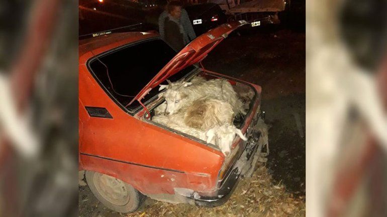 Insólito: lo paró la Policía y encontraron que transportaba 19 chivos vivos en el auto