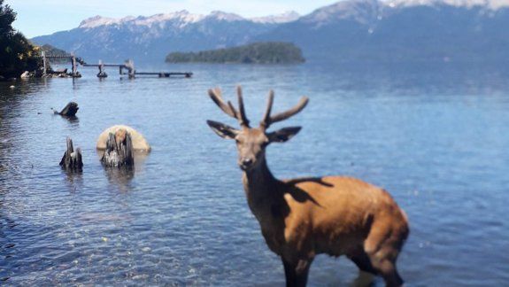 Turistas sorprendidos por un ciervo nadador en el lago Correntoso