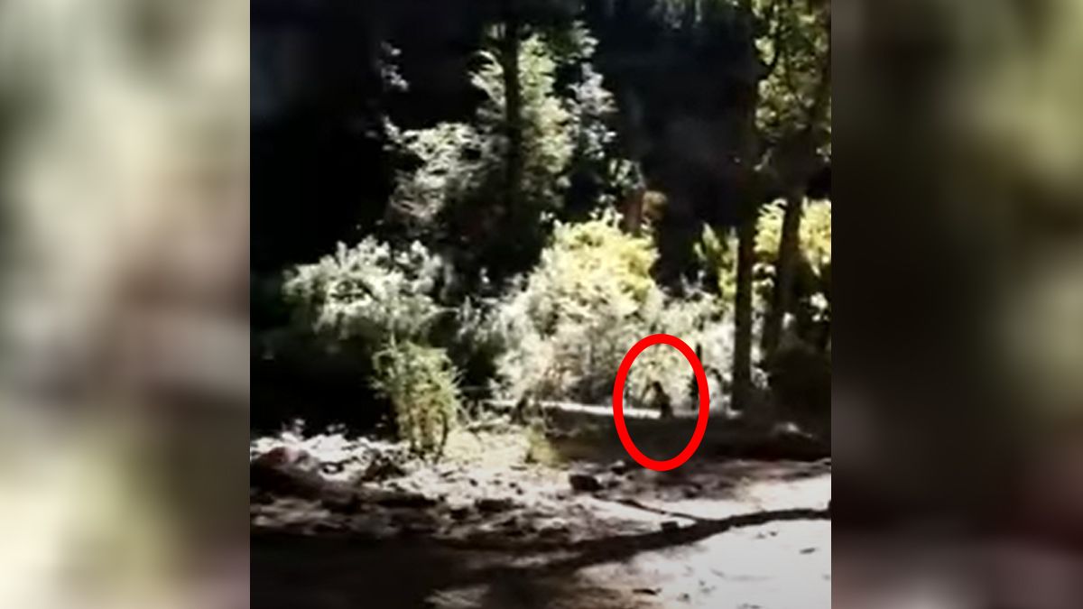 Bariloche: aseguran haber visto y filmado a un duende en la zona