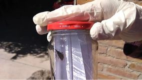 Las vinchucas se distribuyen en una amplia zona de Río Negro, principalmente en los valles. | LMCipolletti.com Las vinchucas se distribuyen en una amplia zona de Río Negro, principalmente en los valles.