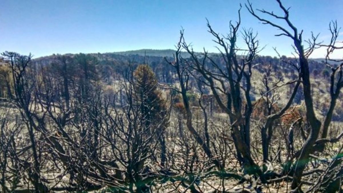 Increíble: dos narcos iniciaron uno de los incendios en Quillén porque estaban perdidos