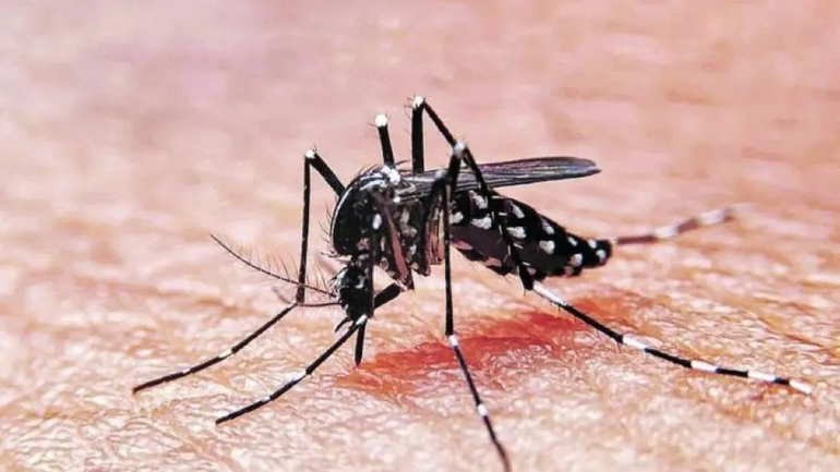 La enfermedad del Dengue es transmitida por el mosquito Aedes Aegypti.