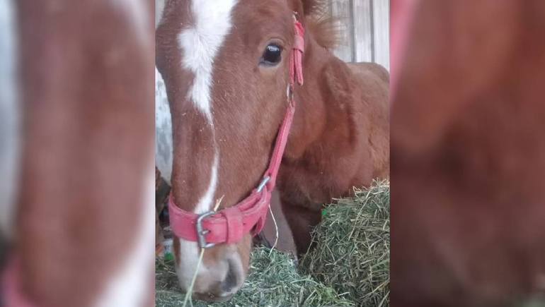 El gran Peteco, el potrillo al que salvo la genia de Betty.