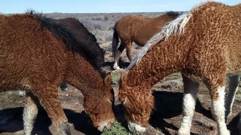 Los caballos con rulos de la Línea Sur rionegrina siguen causando furor en el mundo. 