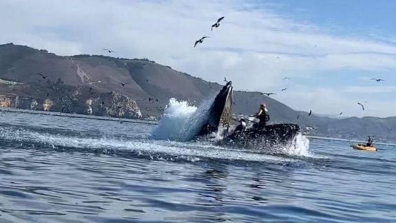 Video: una ballena se devoró a dos mujeres en un kayak
