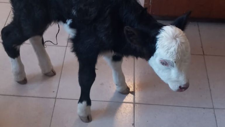 Se robaron un ternero, lo escondieron en una casa y una mujer lo devolvió