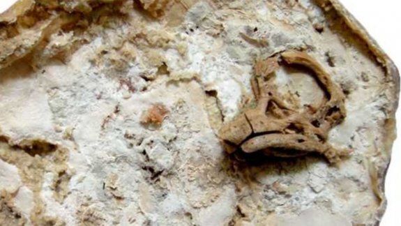 Recuperan un huevo de dinosaurio en remate ilegal en Nueva York