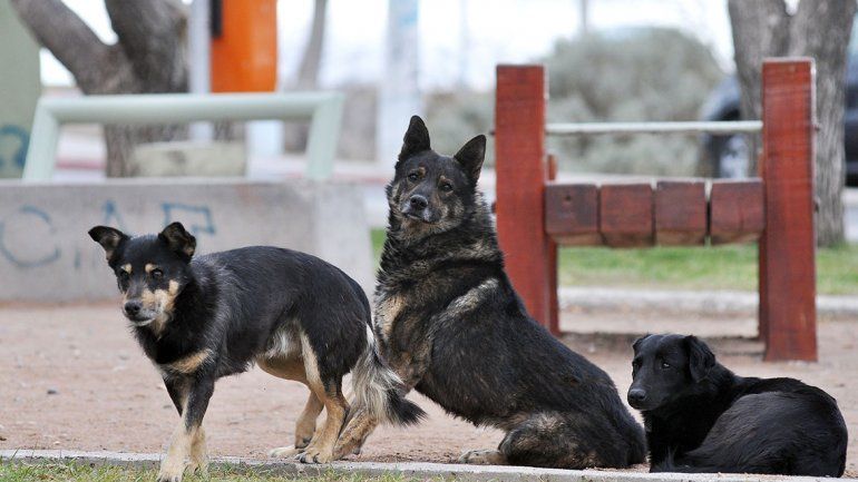 Alertan por sacrificios de animales en rituales de Halloween