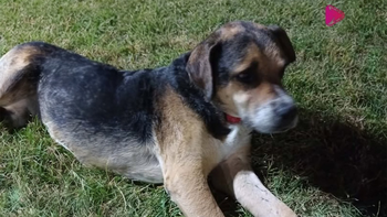 murio pancho y un pueblo esta de luto por su querido perro callejero: tenia una maravillosa historia