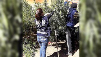 dieron con otra plantacion de marihuana en la ciudad dieron con otra plantacion de marihuana en la ciudad
