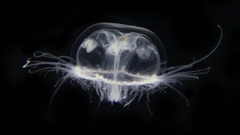 La medusa invasiva de Asia que genera preocupación y será monitoreada en la región.