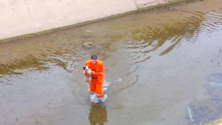 El momento exacto en que el inquieto caniche es retirado del agua.