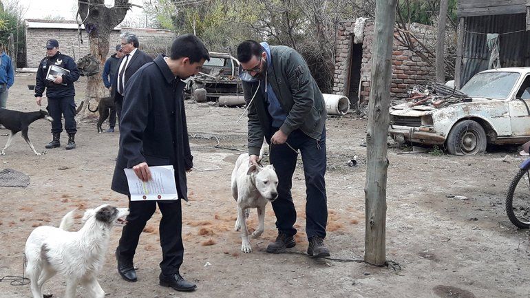 Le formularon cargos a un hombre de Roca por maltrato y crueldad animal