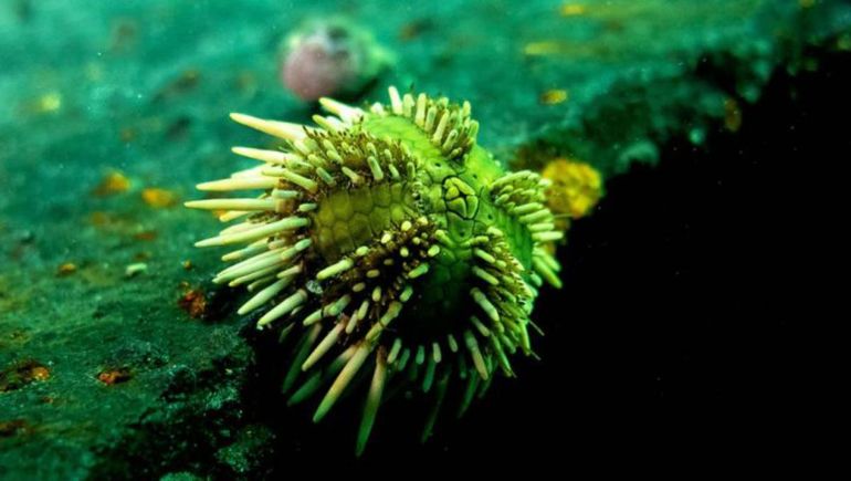 Echa Marine contiene antioxidantes que se aíslan de huevas no fecundadas de un erizo (especie Arbacia dufresnii) que habita en los mares argentinos.