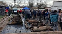 Confirmaron un caso de Triquinosis vinculado a un animal de Río Negro.
