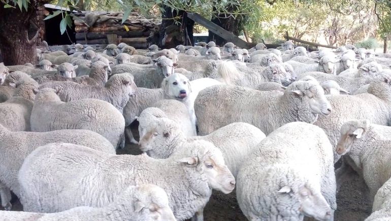 Dos de los perros quedaron alojados en establecimientos rurales del área de Jacobacci y el restante cumplirá su función de protector en un campo cercano a Los Menucos.