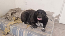 Marolio, el perro de los bomberos y una historia particular.