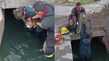 bomberos rescataron a un gato atrapado abajo de un puente