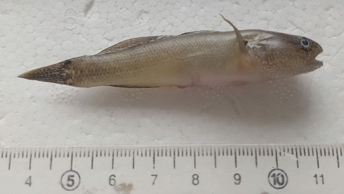 El gobio capturado en la zona de Viedma, en el río Negro, mide entre 5 y 8 centímetros.&nbsp;