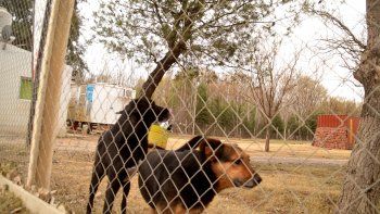 El problema de la superoblación de perros y gatos y el debate con las proteccionistas tensa el trabajo institucional del Municipio. El problema de la superoblación de perros y gatos y el debate con las proteccionistas tensa el trabajo institucional del Municipio.