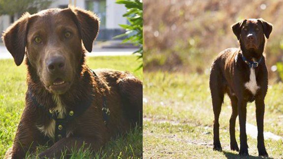 Emotivo: cipoleño sale a silbar todos los días por las calles para hallar a su perro Jimmy