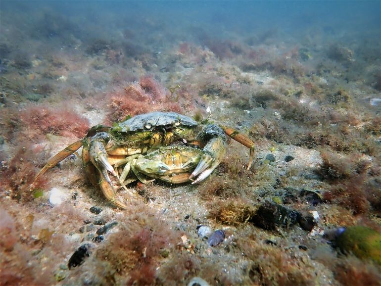 El cangrejo verde europeo llegó hace pocos años a la costa rionegrina. Temen que esté afectando la población de caballitos de mar. 