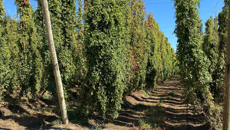 Las plantaciones de lúpulo pueden medir ente 5 a 7 metros de altura y durante su crecimiento llegan a los 15 a 20 centímetros diarios.