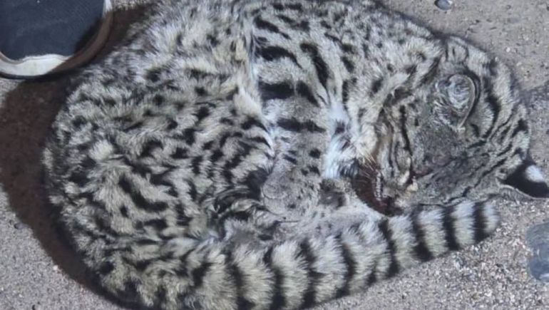 La conmovedora historia del rescate del gato montés malherido en plena Ruta Nacional