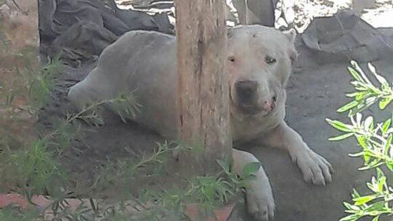 El dogo, muy malherido, fue rescatado por un grupo de proteccionistas.