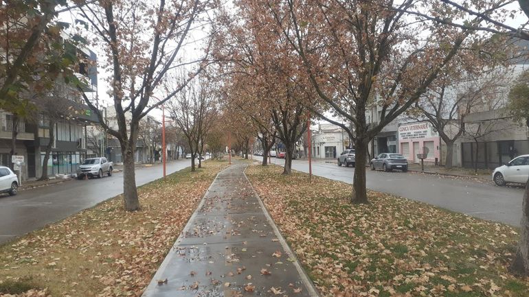 El otoño se hace sentir en el Alto Valle. Las hojas de los árboles cubren la superficie. 