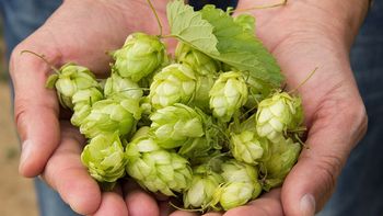 asi funciona el invento argentino que promete revolucionar el mercado del lupulo asi funciona el invento argentino que promete revolucionar el mercado del lupulo