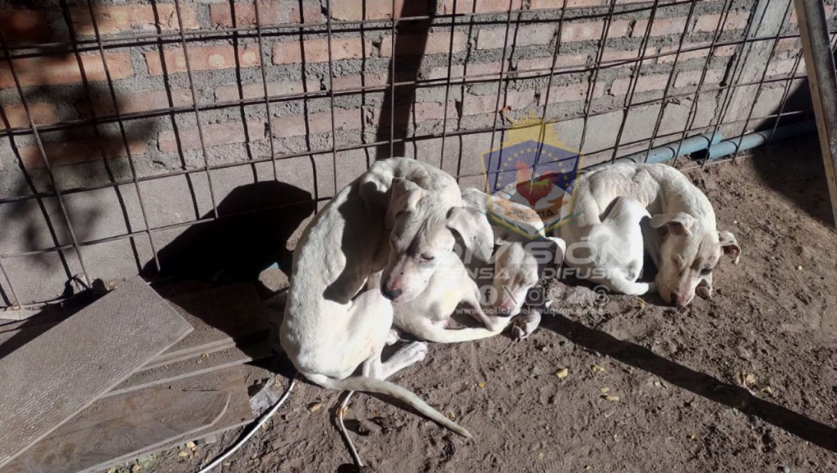 Maltrato animal: fueron por una pelea y encontraron a tres dogos en mal estado