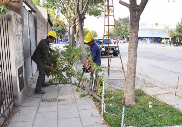 Podan árboles en el barrio La Paz para brindar más seguridad