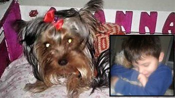 triste final: la perrita buscada murio atropellada en la ruta  