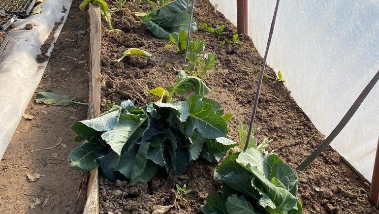 Bronca: familias sembraban sus propios alimentos y les robaron